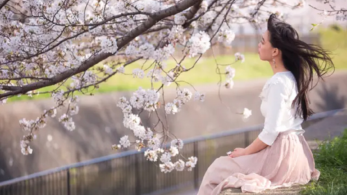 川辺の桜を眺める女性