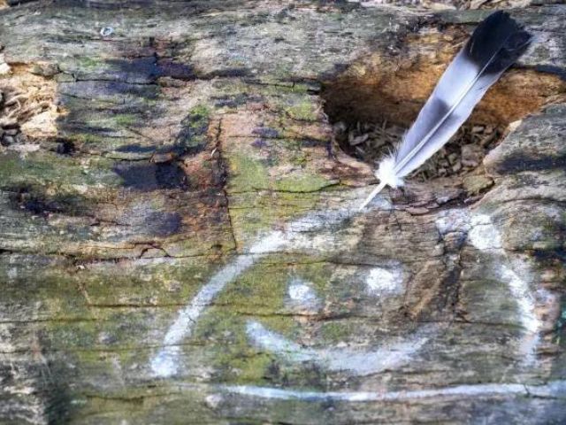 木に羽ペンで描かれた落書き