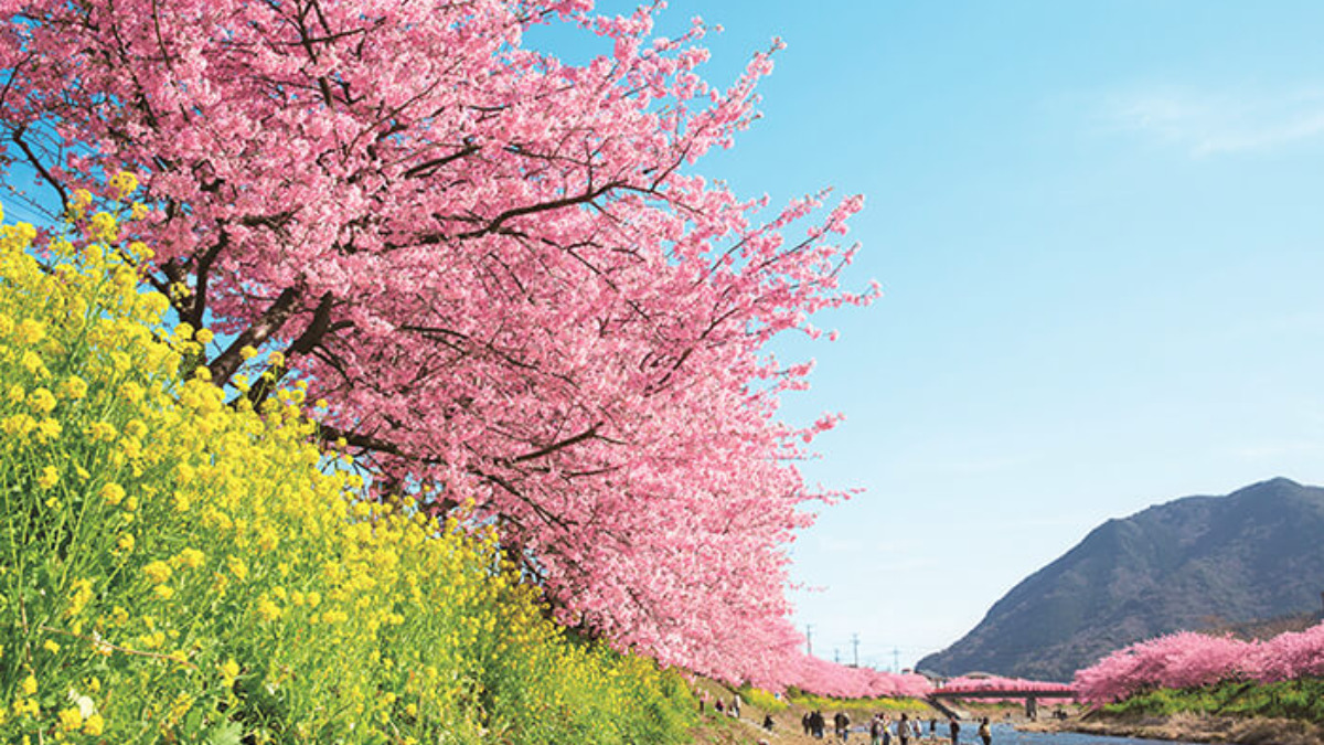 桜満開と菜の花が咲いている川沿い